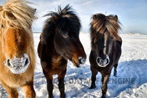 Мифы о лошадях