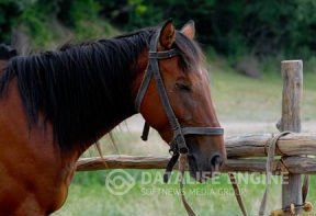 Выражение эмоций и коммуникация у лошадей