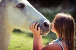 Сострадание к лошади 
