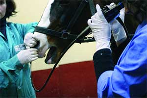 Вакцинация лошадей