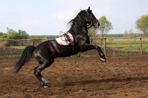О повадках и характере лошадей