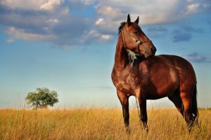 Лошади – самые прекрасные создания