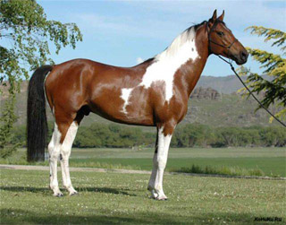 Австралийская лошадь